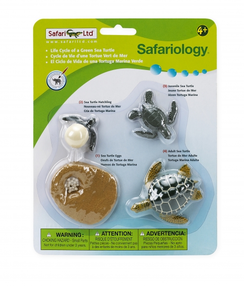 Safari Ltd Life Cycle Of A Green Sea Turtle